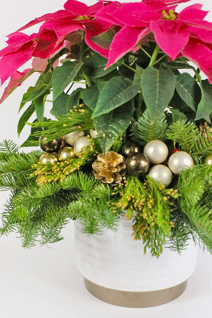 Royal Red Poinsettia