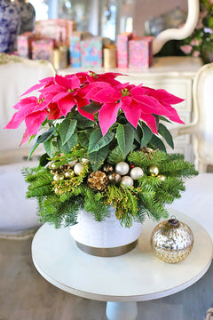 Royal Red Poinsettia