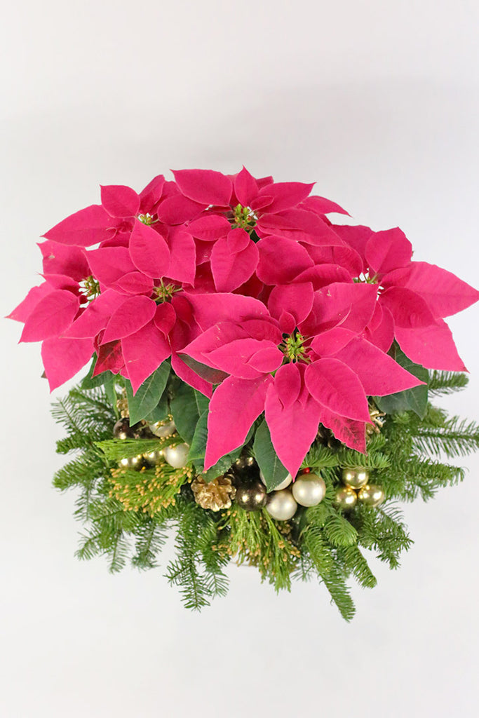 Royal Red Poinsettia