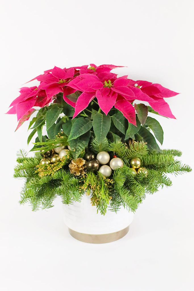 Royal Red Poinsettia