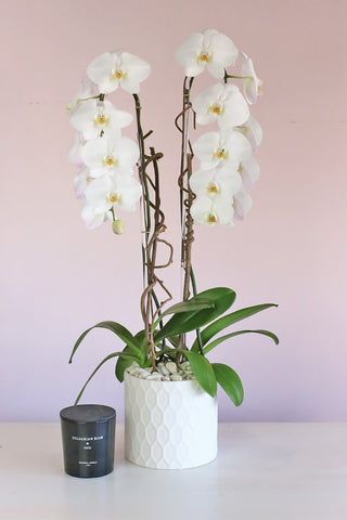Corporate Flowers