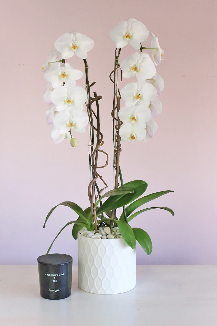Reigning Orchids