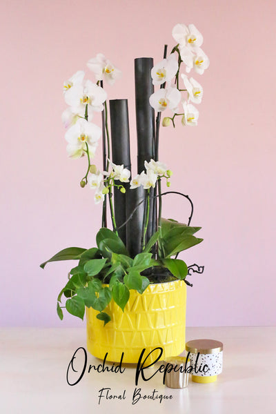 Reverie Orchids