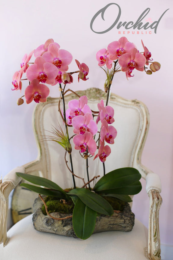 Santa Monica Orchids
