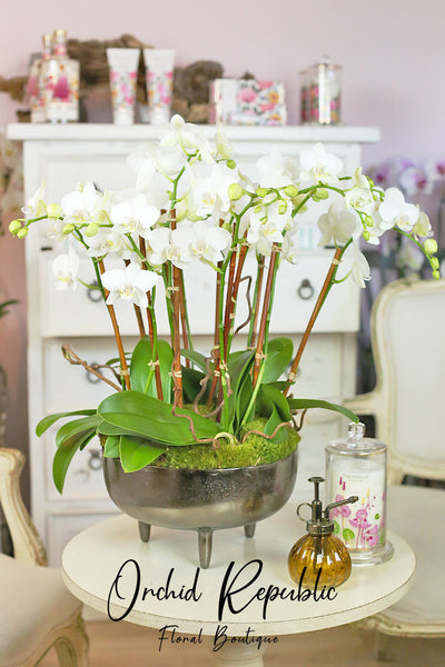 Sweet Sherman Oaks Orchids