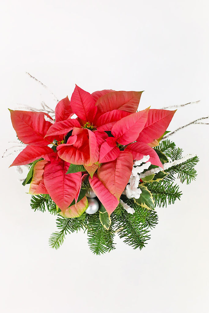 Snow Poinsettia