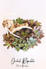 Succulents Surprise