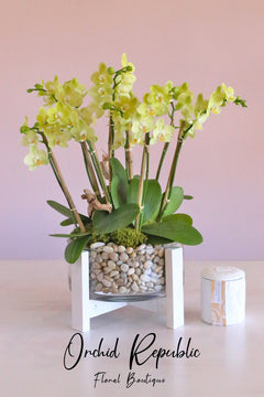 Summer in Athens Orchids