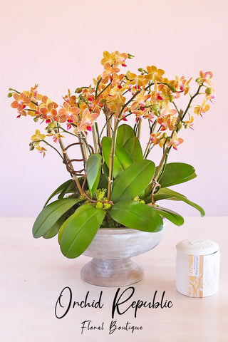 ORANGE ORCHIDS