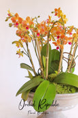 Sunset Beach Orchids