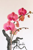 Tarzana Orchid Princess