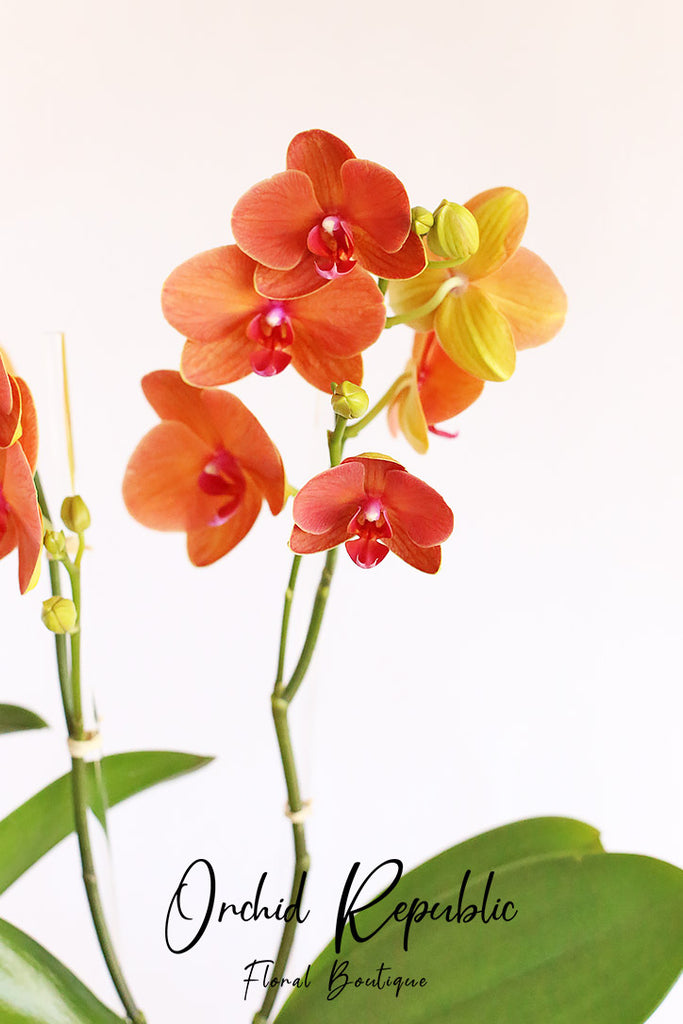 Two of a Kind Orchids