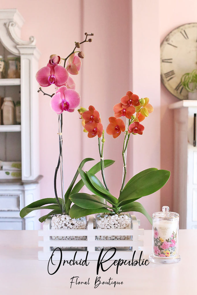 Two of a Kind Orchids