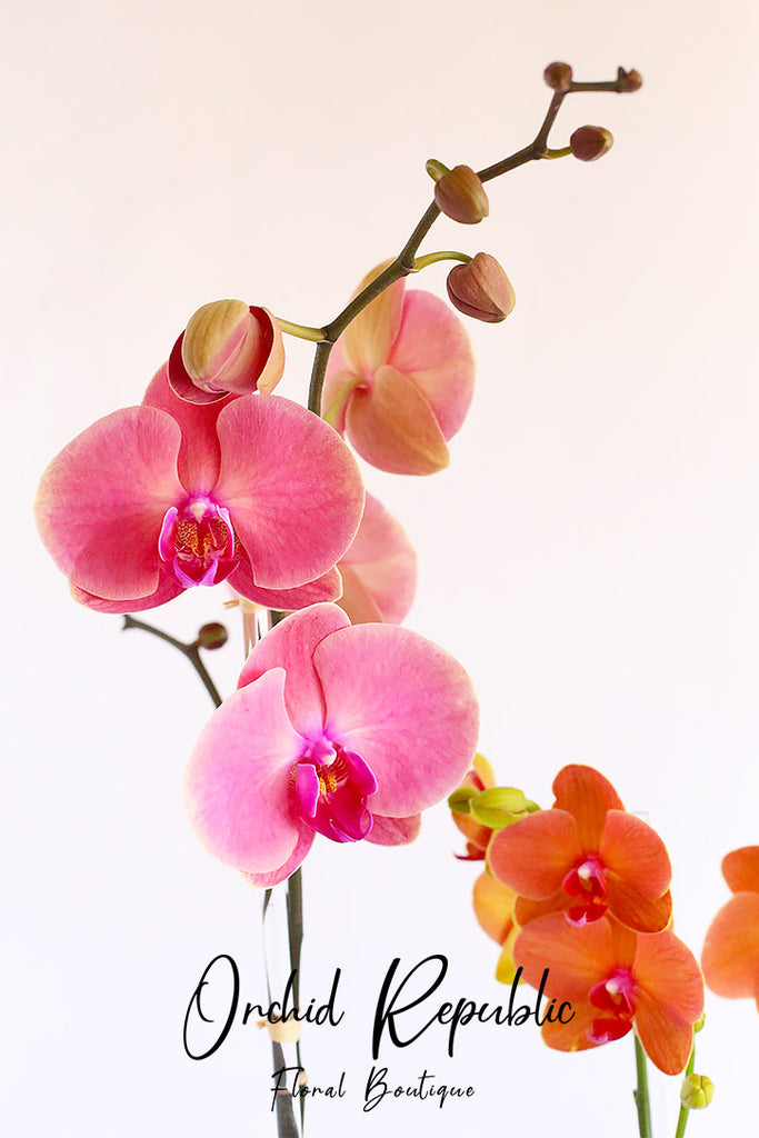 Two of a Kind Orchids