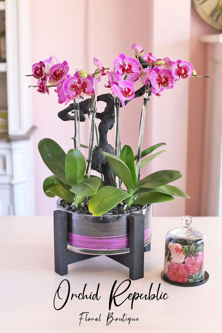Venice Pink Orchids