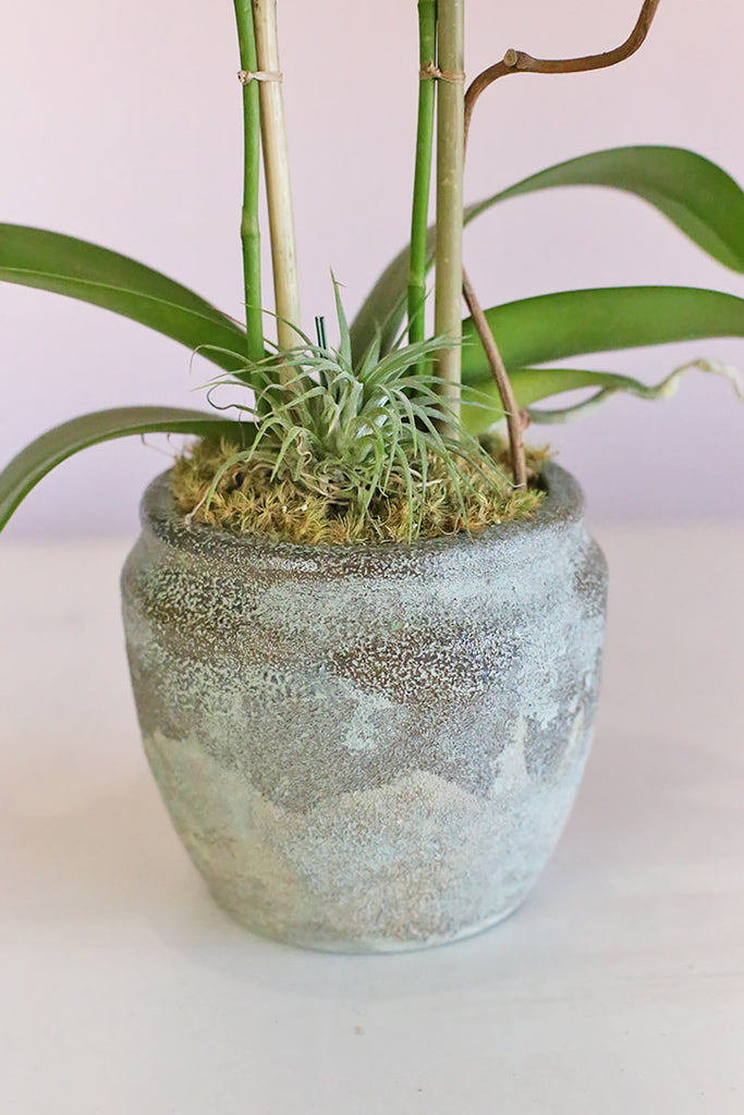 White Orchid Butterflies