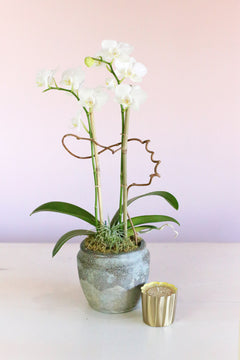 White Orchid Butterflies