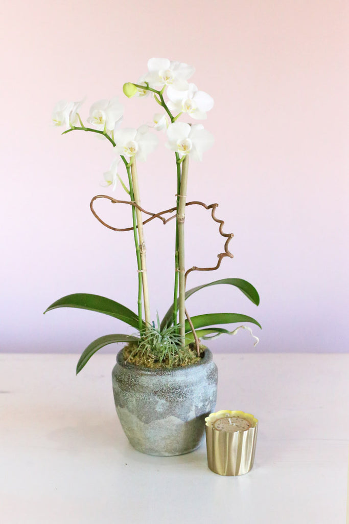 White Orchid Butterflies