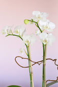 White Orchid Butterflies