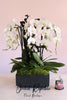 White Orchid Tree