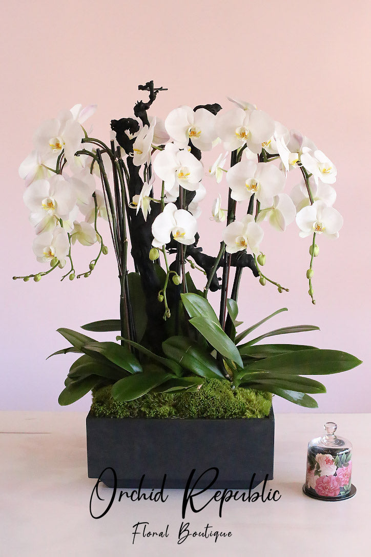 air plant tree branch Air Plant Tree – Orchid Republic Floral Boutique