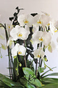 White Orchid Tree