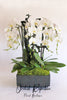White Orchid Tree