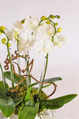 White Orchid Queen