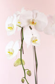 White Orchid Majesty