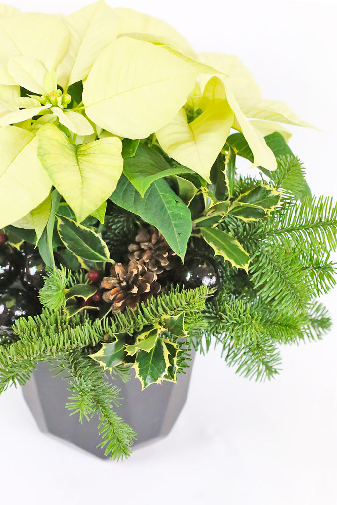 Shining Star Poinsettia