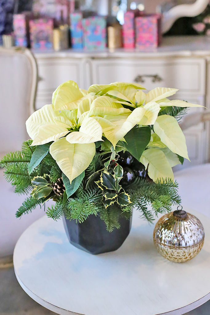 Shining Star Poinsettia