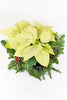 Shining Star Poinsettia
