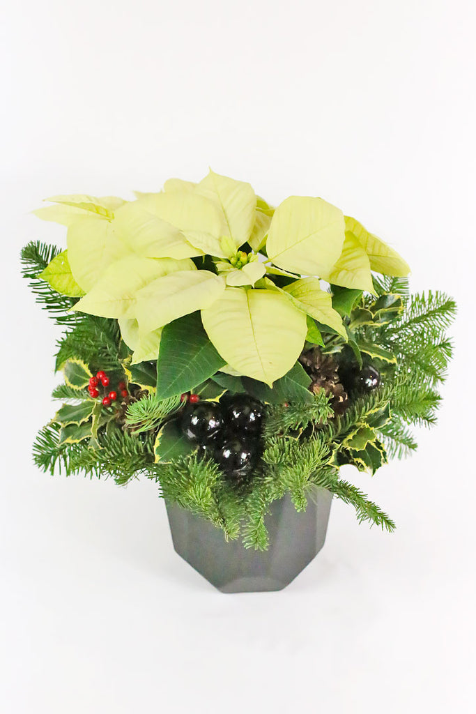 Shining Star Poinsettia