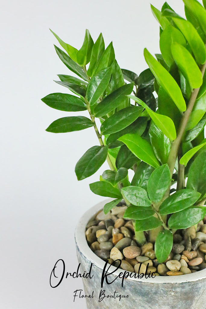 ZZ Plant or Zanzibar Gem (Zamioculcas Zamifolia)