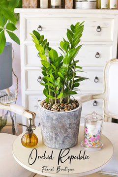 ZZ Plant or Zanzibar Gem (Zamioculcas Zamifolia)