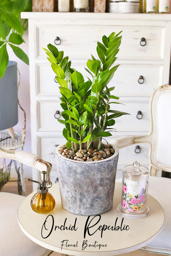 buy zz plant ZZ Plant or Zanzibar Gem (Zamioculcas Zamifolia) – Orchid Republic Floral Boutique