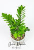 ZZ Plant or Zanzibar Gem (Zamioculcas Zamifolia)
