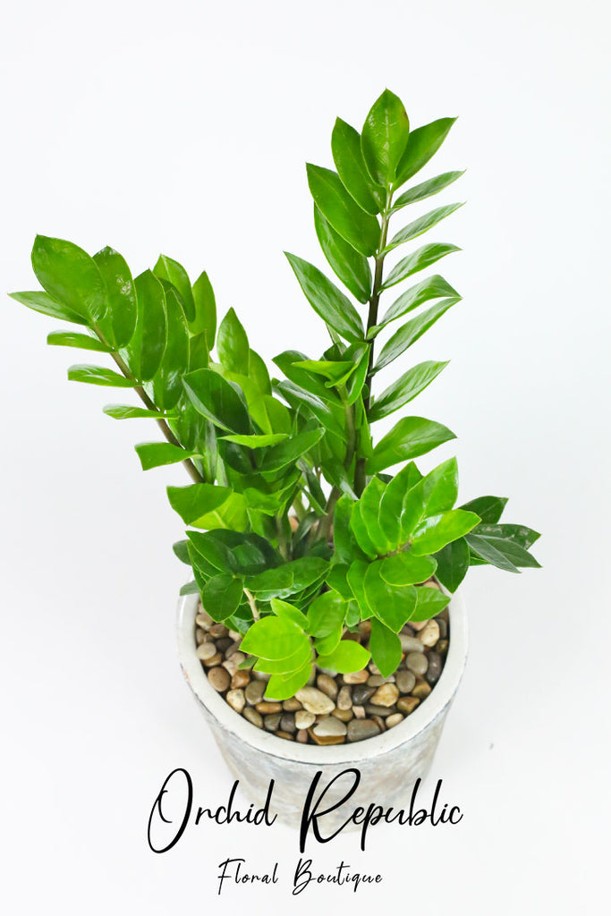 ZZ Plant or Zanzibar Gem (Zamioculcas Zamifolia)