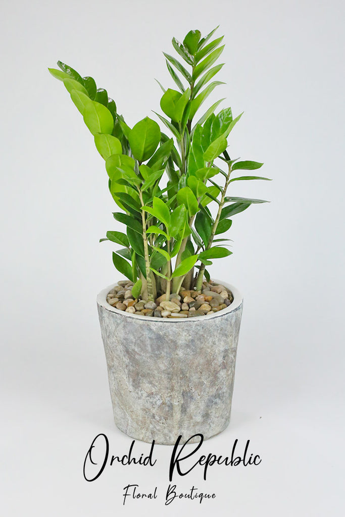 ZZ Plant or Zanzibar Gem (Zamioculcas Zamifolia)